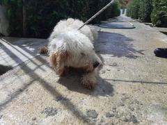 AMADEUS 14 ANNI 25 KG  SPINONE ITALIANO #4