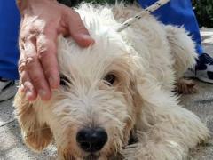 AMADEUS 14 ANNI 25 KG  SPINONE ITALIANO #5