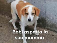 BOBI MASCHIO TAGLIA MEDIA IN CANILE
