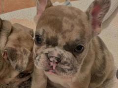 CUCCIOLI BULLDOG FRANCESE
