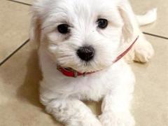 Cucciolo maschio di Maltese età due mes