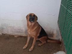 BALDO PASTORE TEDESCO 11 ANNI IN CANILE