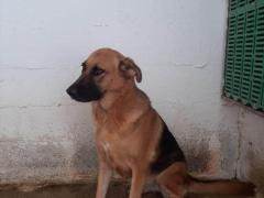 BALDO PASTORE TEDESCO 11 ANNI IN CANILE