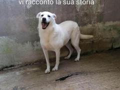 DELIA 7 ANNI 25 KG CIRCA