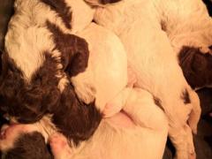 Lagotto romagnolo da tartufo