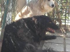 BRUTO MASCHIO TAGLIA GRANDE 6 ANNI  IN CANILE DAL 2008