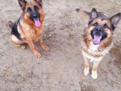 KIM E JACK  COPPIA PASTORI TEDESCHI 3 ANNI  