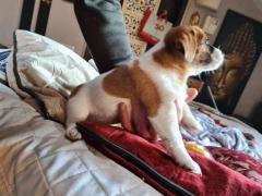 Cuccioli jack russell