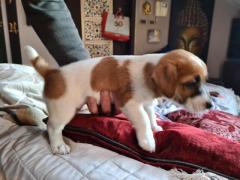 Cuccioli jack russell