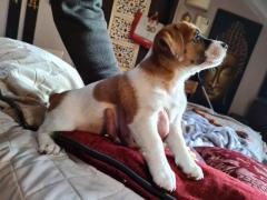 Cuccioli jack russell