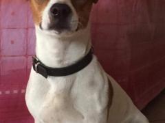 Cuccioli jack russell