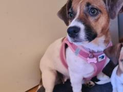Cuccioli jack russell
