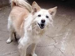 YAGO 9 ANNI SIMIL VOLPINO 15/16 KG  LASCIATO IN CANILE  