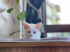 Vendo cucciola di Devon rex gatto