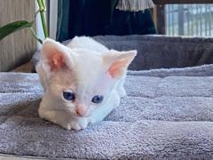 Vendo cucciola di Devon rex gatto