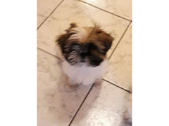 Cucciolo shihtzu