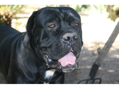 cane corso