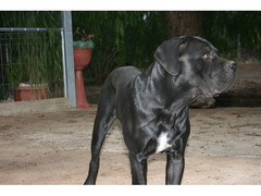 cane corso