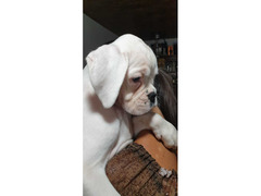 CUCCIOLA DI BOXER ALTA GENEALOGIA