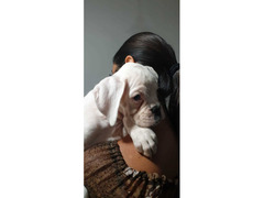 CUCCIOLA DI BOXER ALTA GENEALOGIA