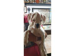 CUCCIOLA DI BOXER ALTA GENEALOGIA