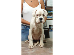 CUCCIOLA DI BOXER ALTA GENEALOGIA
