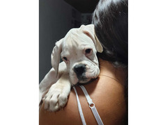 CUCCIOLA DI BOXER ALTA GENEALOGIA