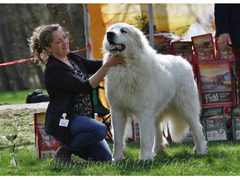 Pyrenean mountain dog - puppies