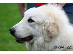 Pyrenean mountain dog - puppies