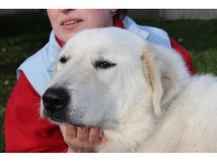 Pyrenean mountain dog - puppies