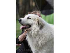 Pyrenean mountain dog - puppies