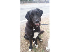 Balo simil labrador