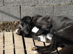 Balo simil labrador