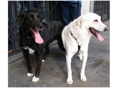 Balo simil labrador