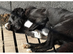 labrador in adozione