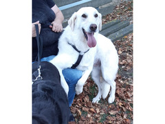 adozione golden retreiver