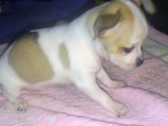 Chihuahua cucciola