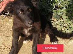CUCCIOLI 4 MESI TAGLIA MEDIA