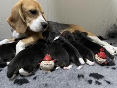 Beagle cuccioli con Pedigree