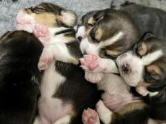 Beagle cuccioli con Pedigree