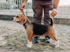 Beagle cuccioli con Pedigree