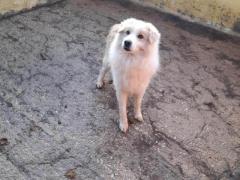 CIUFFO 11 ANNI 14 KG  IN CANILE