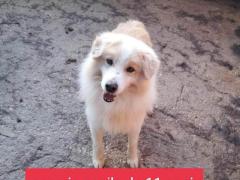 CIUFFO 11 ANNI 14 KG  IN CANILE