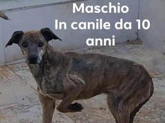 LUKAS 10 ANNI 16/17 KG TAGLIA MEDIA CONTENUTA