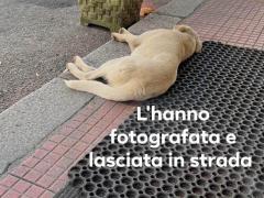 TALLY 1 ANNO SIMIL LABRADOR  E’ IN STRADA