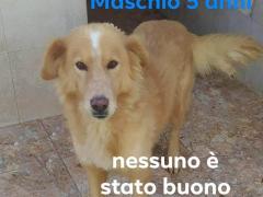 ANGELO SIMIL GOLDEN RETRIEVER 5 ANNI