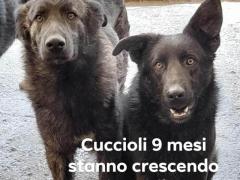 ZARA E IGOR CUCCIOLI 9 MESI IN CANILE  INCROCIO PASTORE TEDESCO NERO