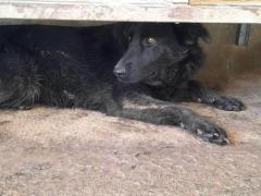 ZARA E IGOR CUCCIOLI 9 MESI IN CANILE  INCROCIO PASTORE TEDESCO NERO