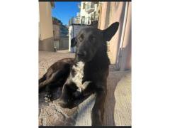 KIMBO 2 ANNI TAGLIA MEDIA GRANDE