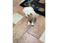 Cuccioli volpino italiano